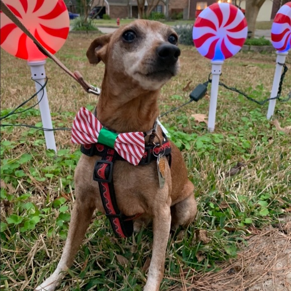 Meet your Posher, Frank - Picture 3 of 3